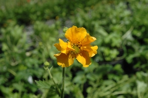 Geum chiloense Goldball